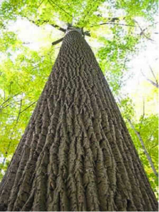 poplar-tree